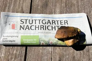 Erster Flockenstieliger Hexenröhlring 2026; Foto Heiko 29.4.26