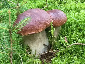 2 Prachtsteinpilze Oliver 26.9.17