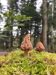 2 Spitzmorcheln; Foto Heiko 1.3.26