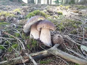 Zwei Steinpilze; Foto Agnes 16.9.26