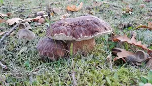 Zwei Steinpilze, groß und klein; Foto Helga 31.10.25