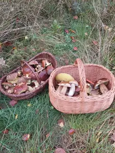 Zwei Körbe voller Pilze; Foto Margit 25.10.25