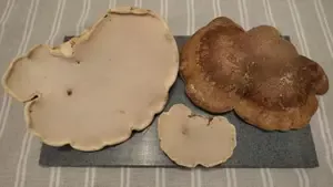 Drei frische Birkenporlinge; Foto Christine 21.11.25