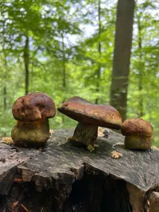Drei Flockenstielige Hexenröhrlinge; Foto Heiko 6.5.26