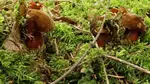 Drei Flockenstielige Hexenröhrlinge; Foto Sepp 9.9.25