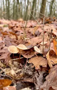 Drei Mousserons; Foto Chrischi 18.11.25