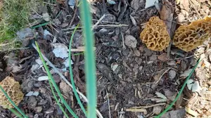 Drei gelbe Speisemorcheln im eigenen Garten; Foto Maria 24.4.26