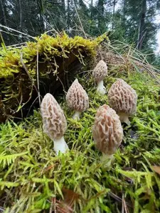Fünf Spitzmorcheln; Foto Heiko 13.2.26