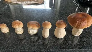 Sechs Steinpilze; Foto Anke 26.9.26