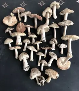 Ackerscheidlinge; Foto Achim 15.12.25