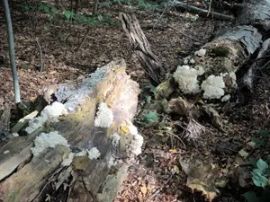 Ästiger Stachelbart in der Eilenriede; Foto Gisela 22.9.26