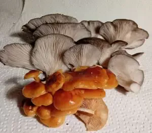 Austernseitlinge und Samtfußrüblinge; Foto Thomas 3.11.25