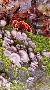 Austernpilze; Foto Oliver 30.11.25