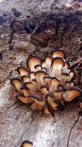 Junge Austernpilze an uralter Rotbuche; Foto Oliver 3.1.26