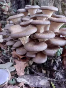 Herrliche Austernseitlinge; Foto Klaus 26.12.25