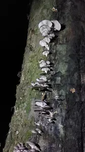 Austernpilze; Foto Matthias 17.12.25