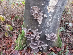 Austernpilze; Foto Michael 25.11.25