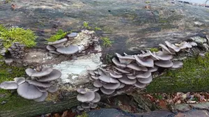 Viele Austernpilze an altem liegendem Stamm; Foto Oliver 19.12.25