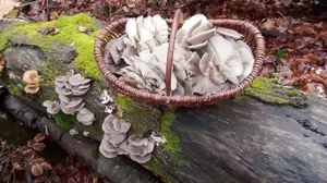 Korb voller herrlicher Austernpilze; Foto Oliver 9.12.25