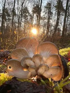 Austernpilze im Gegenlicht; Foto Heiko 18.12.25