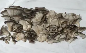 Prächtiger Austernpilzfund; Foto Michael 16.12.25