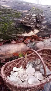 Austernpilzkorb; Foto Oliver 14.12.25