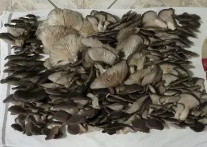 Satter Austernseitlingsfund; Foto Michael 19.12.25