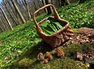 Korb mit jungem Bärlauch und arrangierten Böhmischen Verpeln; Foto Stefan 8.3.26