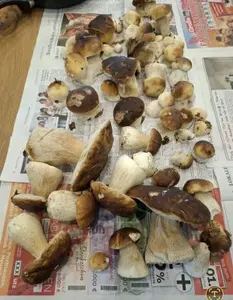 Steinpilze in toller Qualität; Foto Onno 31.10.25