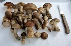 Birkenpilze; Foto Gisela 24.10.26