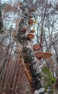 Birkenporlinge; Foto Thomas 25.11.25