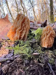 Zwei Böhmische Verpeln; Foto Heiko 4.3.26