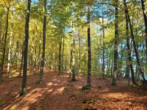 Herbstlicher Wald mit alten Rotbuchen; Foto Verena 20.10.25