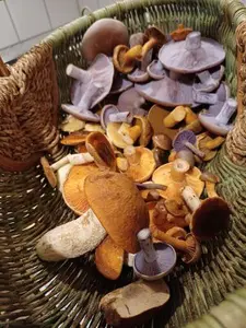 Schoner bunter hochherbstlicher Pilzkorb; Foto Heidrun 10.11.25