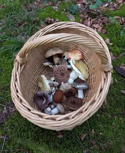 Bunter Pilzkorb mit Habichtspilzen und Knoblauchschwindlingen; Foto Matthias/Happurg 15.9.26