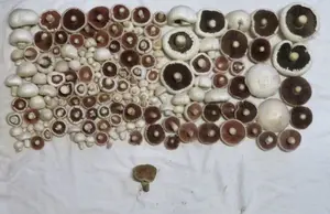 Wiesenchampignons; Foto Michael 19.10.26