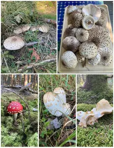 Collage mit Parasolen; Foto Hans 27.9.26