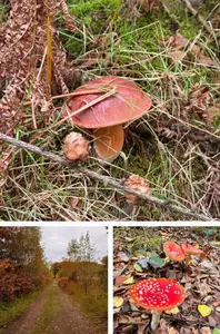 Collage mit Maronen und Fliegenpilzen; Foto Caro 12.10.25