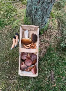 Später Fund aus dem Hamburger Norden; Foto Dirk 7.11.25