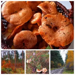 Edelreizker (Kiefernreizker); Foto Achim 14.10.25
