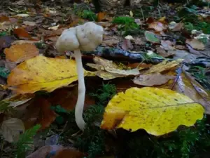 Elastische Lorchel, giftig; Foto Sepp 22.10.26