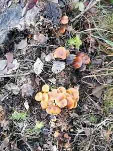 Samtfußrüblinge; Foto Monika 20.12.25