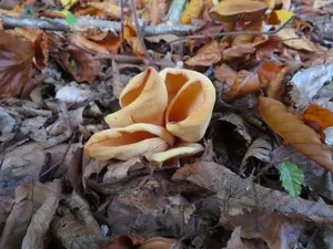 Eselsohren; Foto Michael 31.10.25