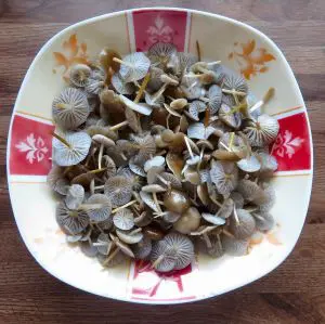 Teller mit Fichtenzapfenrüblingen; Foto Michael 27.2.26