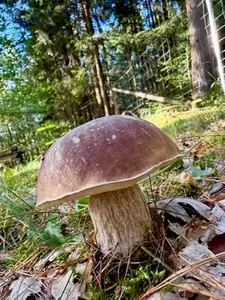 Fichtensteinpilz; Foto Stefan 23.9.26