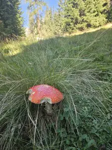 Fliegenpilz auf ca. 1600m ü. NHN; Foto Nora 28.9.26
