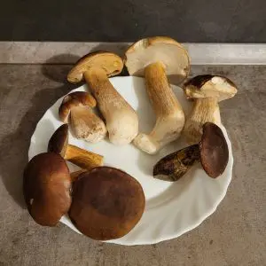 Fund mit Steinpilzen, Maronen; Foto Antonio 1.11.25
