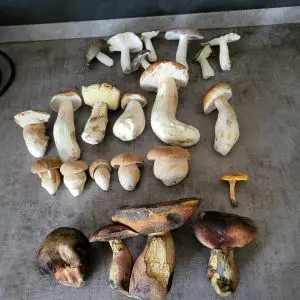 Frauentäublinge, Steinpilze, Flockenstielige Hexenröhrlinge, ein Falscher Pfifferling; Foto Antonio 21.9.26