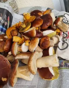 Bodos schöner Fund; Foto Bodo 29.10.25