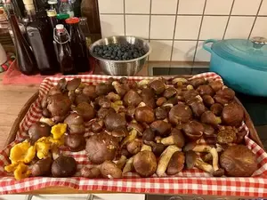Korb mit Maronenröhrlingen; Foto Chrischi 25.10.25